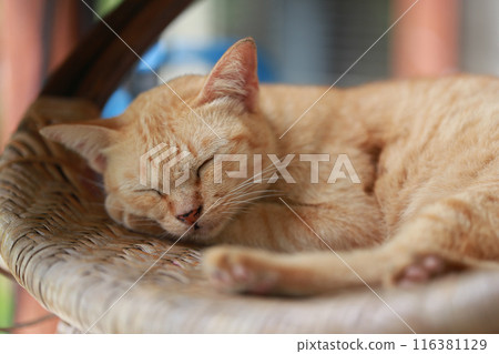 Cute ginger cat lying in the basket. Selective focus. Cute ginger cat lying in the basket. Selective focus. 116381129