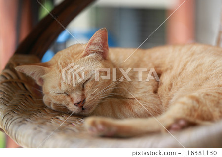 Cute ginger cat lying in the basket. Selective focus. 116381130