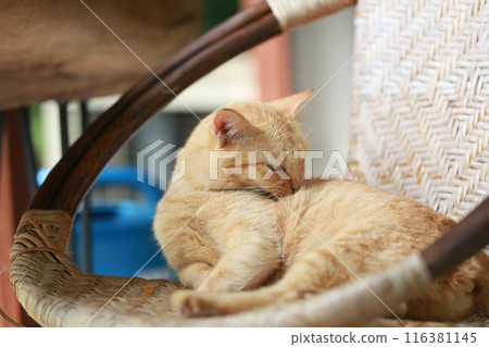 Cute ginger cat lying in the basket. Selective focus. 116381145