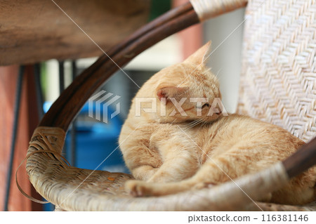 Cute ginger cat lying in the basket. Selective focus. 116381146