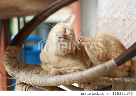 Cute ginger cat lying in the basket. Selective focus. 116381148