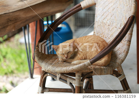 Cute ginger cat lying in the basket. Selective focus. Cute ginger cat lying in the basket. Selective focus. 116381159