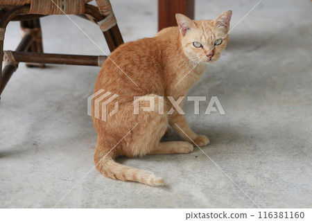 Cute ginger cat lying in the basket. Selective focus. 116381160