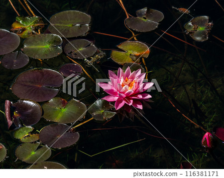 Water lilies at Lake Kizaki in Nagano Prefecture Water lilies at Lake Kizaki in Nagano Prefecture 116381171