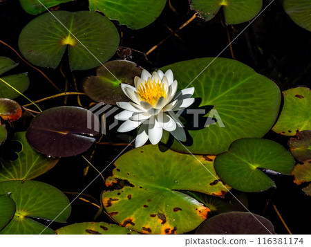 睡蓮花長野縣木崎湖 116381174