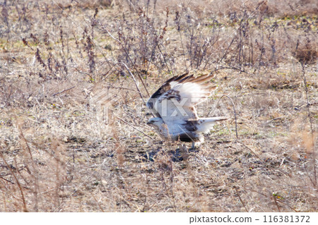 A beautiful Rough-legged Hawk (Accipitridae) flies out of a reed bed on the Tone River riverbed, Gunma Prefecture, Japan. A beautiful Rough-legged Hawk (Accipitridae) flies out of a reed bed on the Tone River riverbed, Gunma Prefecture, Japan. 116381372