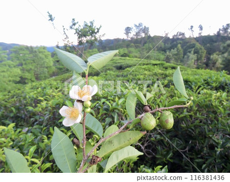 Tea flowers and fruits 116381436