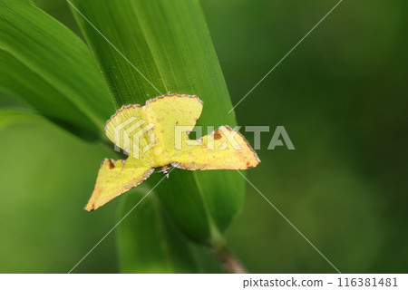 An adult of the small turtle geometrie, characterized by yellow, notched wings (close-up with natural light, strobe, and macro lens) 116381481