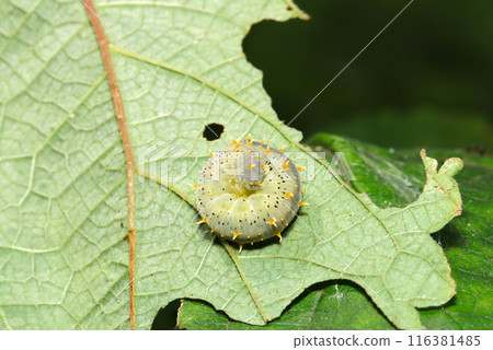 一隻鍬蜂幼蟲蜷縮著打盹(自然光、閃光燈、微距鏡頭特寫) 一隻鍬蜂幼蟲蜷縮著打盹(自然光、閃光燈、微距鏡頭特寫) 116381485