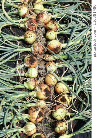 收穫的洋蔥 116381486