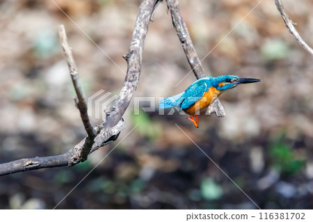 A cute kingfisher (Alcedinidae) diving into the water to catch food at Koishikawa Botanical Garden, Bunkyo-ku, Tokyo, Japan. 116381702