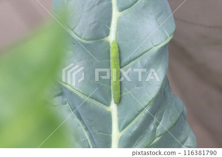 附著在西蘭花葉上的大菜粉蝶幼蟲 116381790