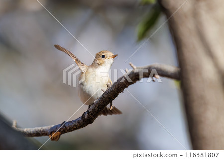 The cute flapping tail of the Western Blue Flycatcher (Family: Muscicapidae). Matsubushi Green Hill Park, Kitakatsushika District, Saitama Prefecture, Japan 116381807