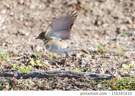 西部白鶲(Flycatidae)有一條可愛的尾巴,拍動翅膀就會彈出。 日本埼玉縣北勝飾區松志綠岡公園 西部白鶲(Flycatidae)有一條可愛的尾巴,拍動翅膀就會彈出。 日本埼玉縣北勝飾區松志綠岡公園 116381810
