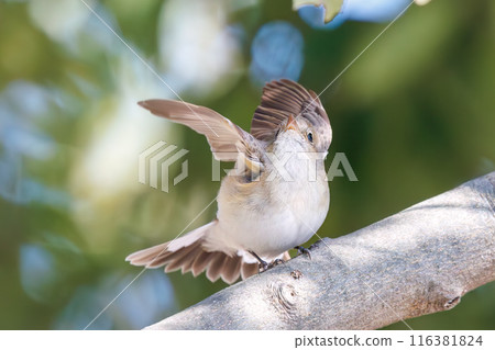 西部白鶲（Flycatidae）有一條可愛的尾巴，拍動翅膀就會彈出。  日本埼玉縣北勝飾區松志綠岡公園 116381824