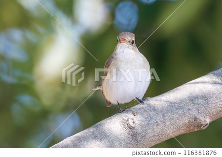 西部白鶲（鶲科），有一條可愛的尾巴。  位於日本埼玉縣北勝飾區松志綠岡公園。 116381876