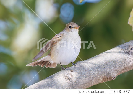 A cute, protruding tail of a Western Flycatcher (Flycatcher family). At Matsubushi Green Hill Park, Kitakatsushika District, Saitama Prefecture, Japan. 116381877