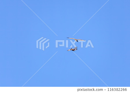 A beautiful Rough-legged Hawk (Accipitridae) fighting a Common Buzzard while flying. On the Tone River riverbed, Gunma Prefecture, Japan. 116382266