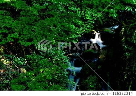 神奈川縣丹澤大山國定公園的瀑布風景 神奈川縣丹澤大山國定公園的瀑布風景 116382314