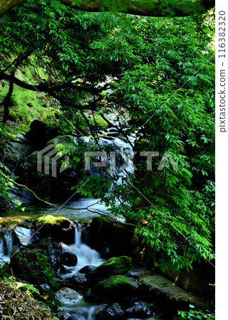 Waterfall scenery in Tanzawa-Oyama Quasi-National Park, Kanagawa Prefecture 116382320