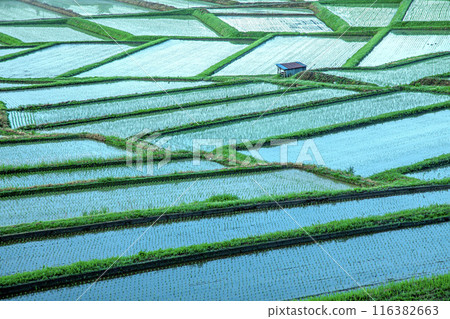 Morning rice terraces in Sawaradaira Morning rice terraces in Sawaradaira 116382663
