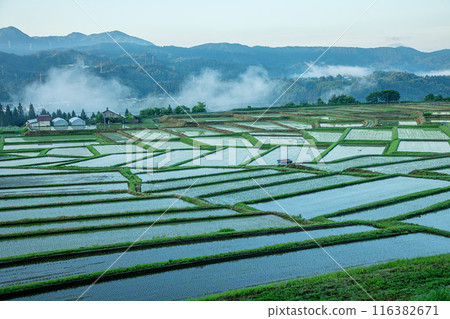 早上澤原平的水稻梯田 116382671