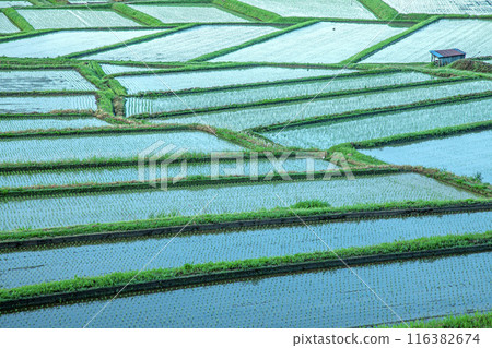 早上澤原平的水稻梯田 116382674