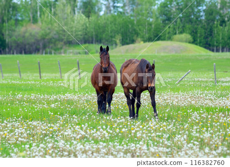 Two brown horses are standing in the farm green pasture. 116382760