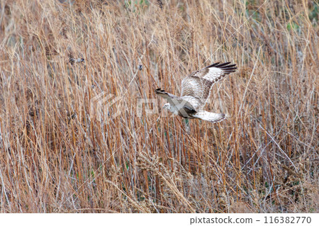 A beautiful Rough-legged Hawk (Accipitridae) flies out of a reed bed on the Tone River riverbed, Gunma Prefecture, Japan. 116382770