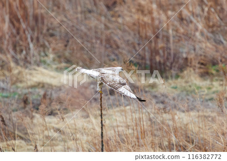 一隻美麗的柯辛禿鷹（科：鷹科）從蘆葦床上跳出來。  日本群馬縣利根川河床。 116382772