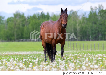 Brown horse is standing in the farm green pasture with dandelions. 116382778
