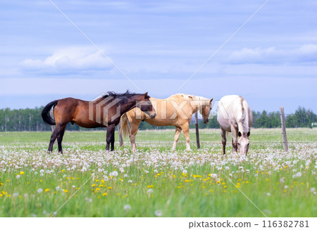 Yellow, brown and white horses are grazing in a pasture in summer. Yellow, brown and white horses are grazing in a pasture in summer. 116382781