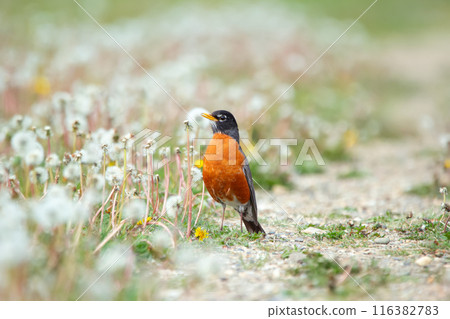 American robin is standing at the road among seeding dandelions in spring. American robin is standing at the road among seeding dandelions in spring. 116382783
