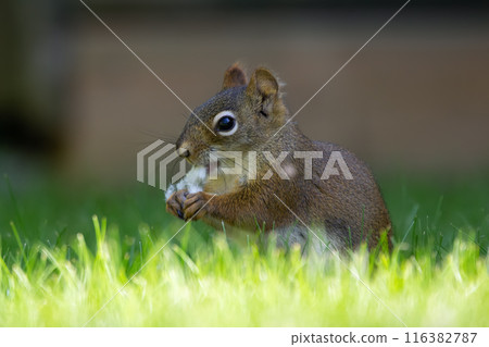 American red squirrel is eating poplar seeds in grass. American red squirrel is eating poplar seeds in grass. 116382787