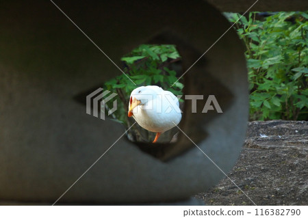 Ducks grooming Ducks grooming 116382790