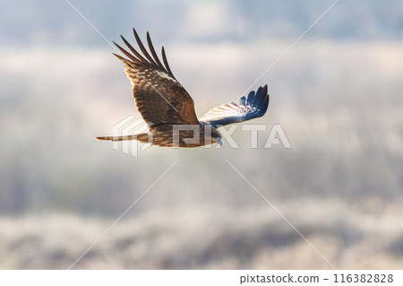 A beautiful black kite (Accipitridae) soaring over a rapeseed field on the banks of the Tone River, Gunma Prefecture, Japan. 116382828