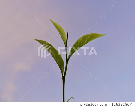 Tea leaves Tea leaves 116382867