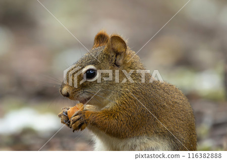 American red squirrel is eating a mushroom on the ground in the garden. 116382888