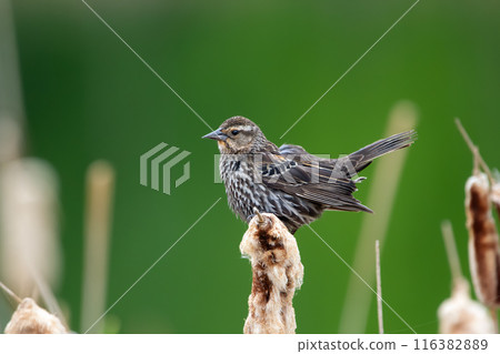 Fluffed female Red-winged blackbird is sitting on reeds in summer. 116382889