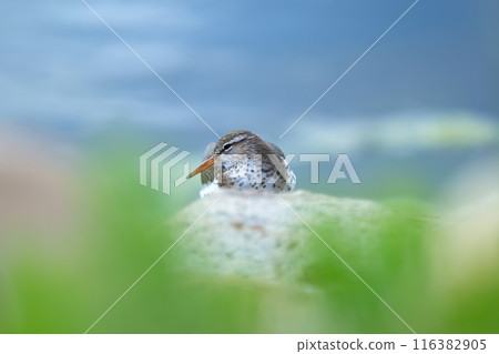 Spotted sandpiper is laying and resting on the rock at the water in spring. Spotted sandpiper is laying and resting on the rock at the water in spring. 116382905