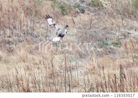 A beautiful Rough-legged Hawk (Accipitridae) jumping onto a perch on the Tone River riverbed, Gunma Prefecture, Japan. March 2024. A beautiful Rough-legged Hawk (Accipitridae) jumping onto a perch on the Tone River riverbed, Gunma Prefecture, Japan. March 2024. 116383027