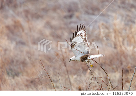A beautiful Rough-legged Hawk (Accipitridae) dives into the reeds to hunt on the Tone River riverbed, Gunma Prefecture, Japan. 116383070