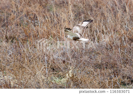 A beautiful Rough-legged Hawk (Accipitridae) dives into the reeds to hunt on the Tone River riverbed, Gunma Prefecture, Japan. 116383071