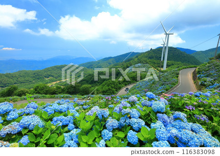 [Tokushima Prefecture] Hydrangeas and wind power generation on a sunny day at Okawahara Plateau 116383098