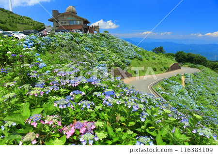 [Tokushima Prefecture] Okawahara Highland Hilltop House on a sunny day and hydrangeas in full bloom 116383109