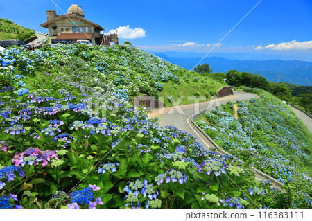 [Tokushima Prefecture] Okawahara Highland Hilltop House on a sunny day and hydrangeas in full bloom 116383111