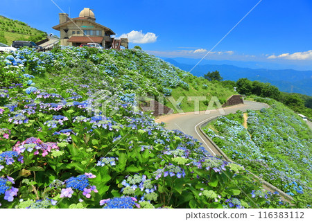 [Tokushima Prefecture] Okawahara Highland Hilltop House on a sunny day and hydrangeas in full bloom 116383112