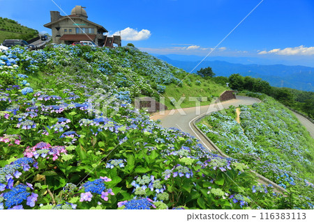 【德島縣】陽光明媚的大河原高原山頂別墅和盛開的繡球花 【德島縣】陽光明媚的大河原高原山頂別墅和盛開的繡球花 116383113