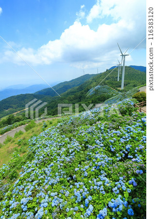 [德島縣]陽光明媚的大河原高原上的繡球花和風力發電 116383120