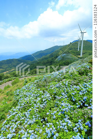 [德島縣]陽光明媚的大河原高原上的繡球花和風力發電 116383124